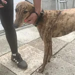 Perla