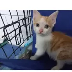 Kamel