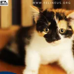 Kot do adopcji, Rzeszów, 9 lipca 2026