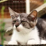Kot do adopcji, Rzeszów, 9 lipca 2026