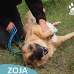 Zoja