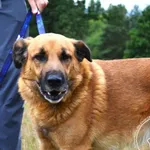 Pies do adopcji, Chełmek, 19 czerwca 2026
