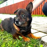 Pies do adopcji, Chełmek, 10 czerwca 2026