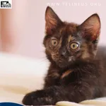 Kot do adopcji, Malawa, 11 lipca 2026