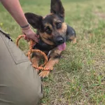 Zyzio
