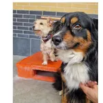 Laki i Daisy