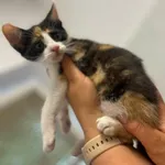 Kot do adopcji, Radom, 12 lipca 2026