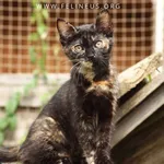 Kot do adopcji, Rzeszów, 14 lipca 2026