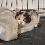 Stella ID: 6656