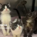 Lena, Leon i Ludwik