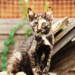 Kot do adopcji, Rzeszów, 14 lipca 2026