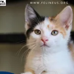 Kot do adopcji, Malawa, 15 lipca 2026