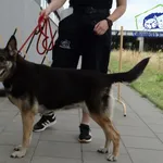 Znaleziono psa, Szczecin, 14 lipca 2026