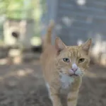 Ron