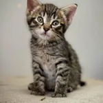 Kot do adopcji, Piła, 23 maja 2026