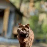 Szauma