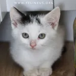 Kot do adopcji, Malawa, 15 lipca 2026