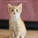 Kot do adopcji, Malawa, 15 lipca 2026