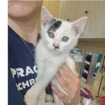 Kot do adopcji, Wrocław, 15 lipca 2026
