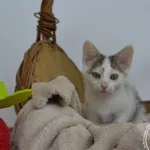 Karmelek