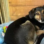Balu