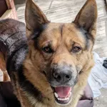Pies do adopcji, Korabiewice, 15 lipca 2026