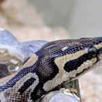 Rasz