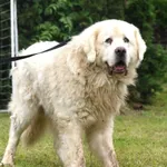 Borys