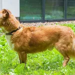 Feniks
