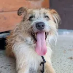 Pies do adopcji, Korabiewice, 15 lipca 2026