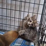 Kot do adopcji, Orzechowce, 16 lipca 2026