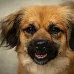 Pies do adopcji, Nowodwór, 15 lipca 2026