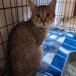 Kot do adopcji, Orzechowce, 16 lipca 2026