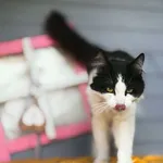 Kot do adopcji, Piła, 8 czerwca 2026