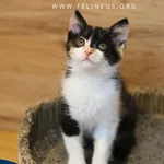 Kot do adopcji, Rzeszów, 17 lipca 2026