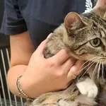 4123/26
