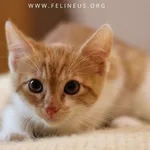 Kot do adopcji, Rzeszów, 18 lipca 2026