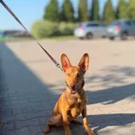Fifi.