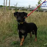 ARCHIE