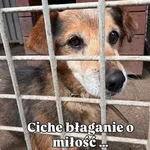 Michu - nie chce zostać w schronisku