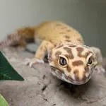 Zawilca