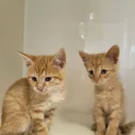 Edi & Ebi