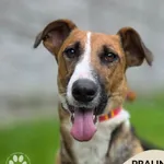 Pralina