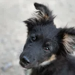 Yamal