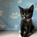 Niko