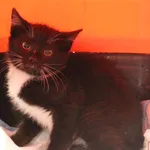 Kot do adopcji, Grudziądz, 26 czerwca 2026