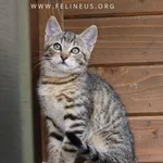 Kot do adopcji, Rzeszów, 24 lipca 2026