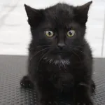Kot do adopcji, Grudziądz, 26 czerwca 2026
