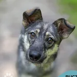 Pies do adopcji, Gdynia, 24 lipca 2026