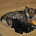 Koko